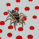 Illustration for article titled Shooting Challenge: Bugs Gallery (Part 1)